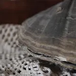 Luna לינה וארוחת בוקר