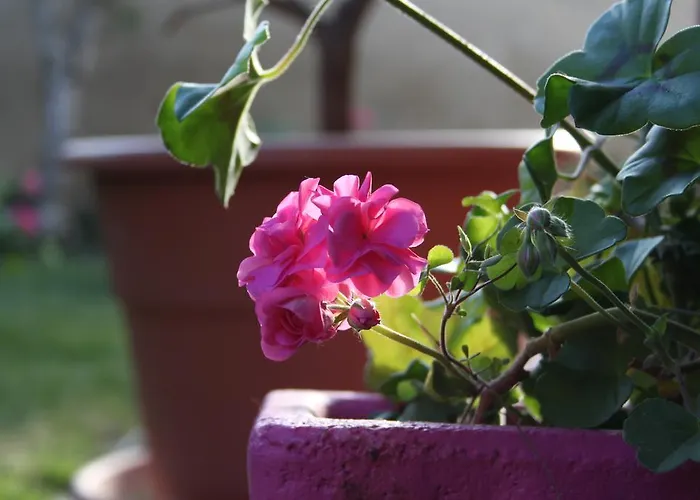 Luna לינה וארוחת בוקר