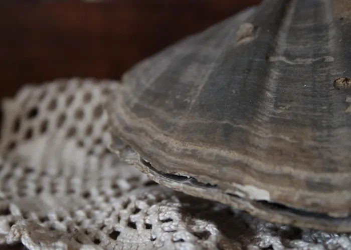 Luna לינה וארוחת בוקר