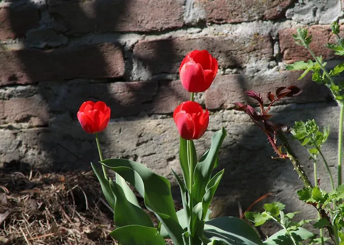 住宿加早餐酒店 Luna 阿斯蒂