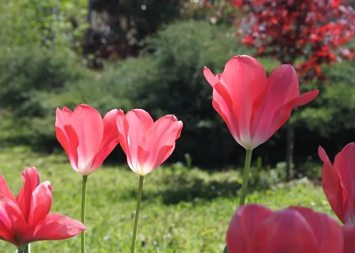 Luna לינה וארוחת בוקר 3*